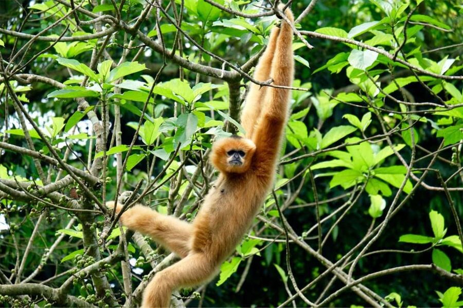 CUC PHUONG NATIONAL PARK - VAN LONG DAI LY TOUR DAY TRIP - A 20-kilometer drive through primary forest
