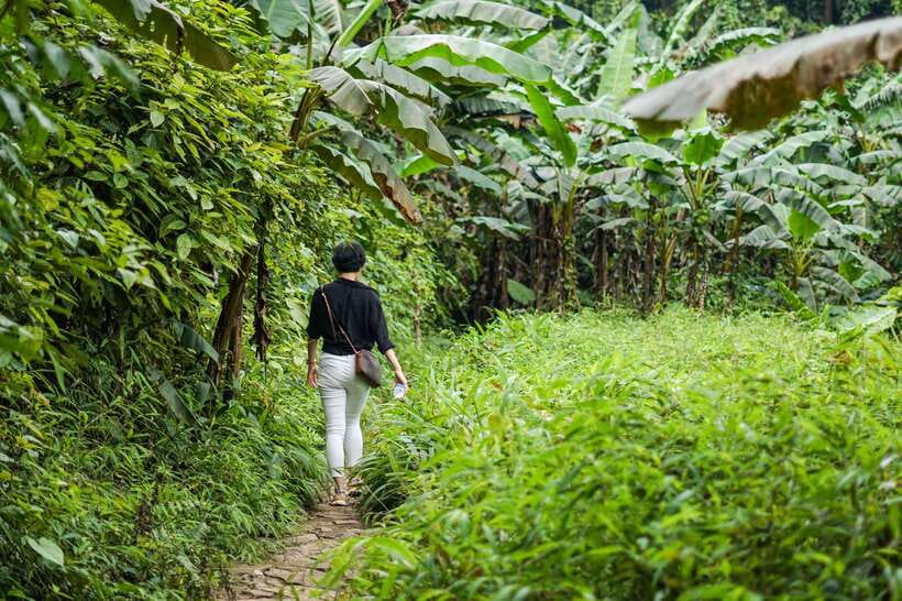 Cuc Phuong National Park - Van Long Day Trip From Hanoi - Forest trekking to the 1,000-year-old tree