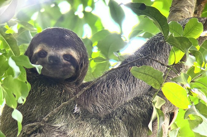 Customized Nature Walk in Manuel Antonio National Park - The telescope changes the quality of the sightings
