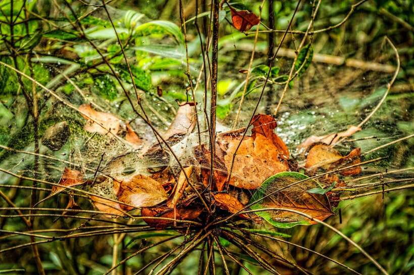 Da Nang: Bach Ma National Park Trek And Beach Retreat - Picnic time, birds, and forest quiet