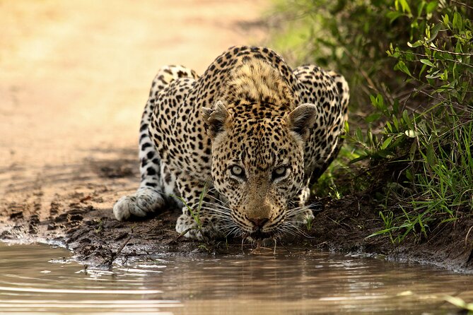 Daily Pilanesberg National Park Private Shuttle Services - A three-hour road connection from Gauteng