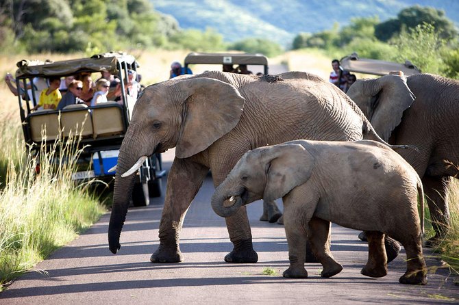 Daily Pilanesberg National Park Private Shuttle Services - Private sedan or larger minibus