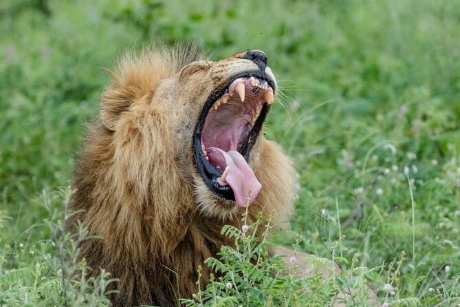 Daily Pilanesberg National Park Private Shuttle Services - What the driver service is like