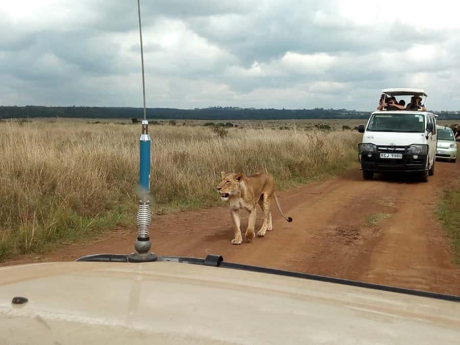 Dar el Salam: Full-Day Mikumi National Park Tour - The real shape of this Dar es Salaam safari
