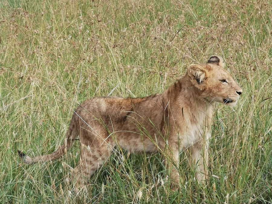 Dar el Salam: Full-Day Mikumi National Park Tour - What you might see from the open-roof Jeep