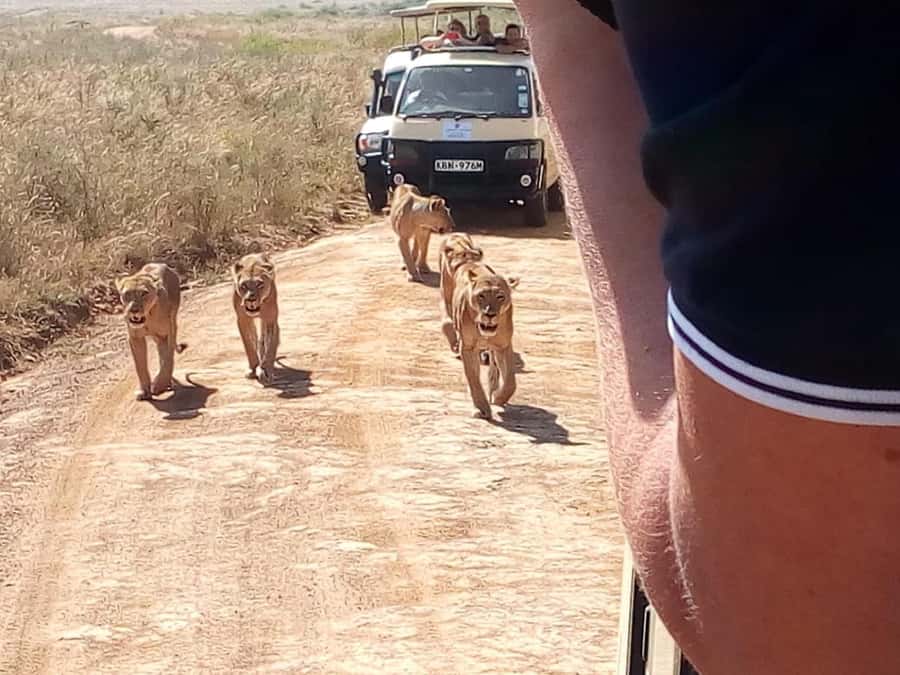 Dar el Salam: Full-Day Mikumi National Park Tour - Lunch breaks up the wildlife drive