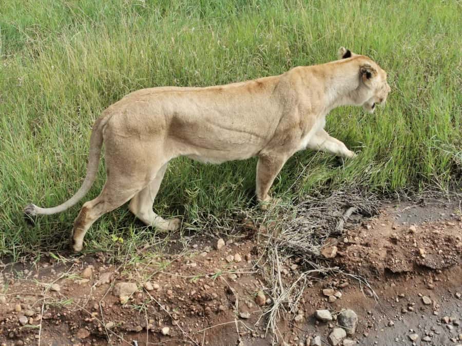 Dar el Salam: Full-Day Mikumi National Park Tour - Comfort, health, and access