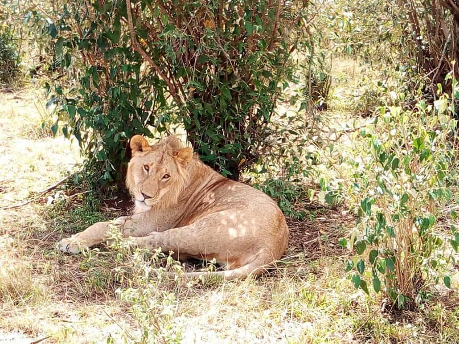 Dar el Salam: Full-Day Mikumi National Park Tour - Four hours through the Tanzanian countryside