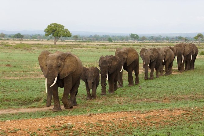 Dar Es Salaam: Day Trip Safari to Mikumi National Park by Train - Five things to know before booking