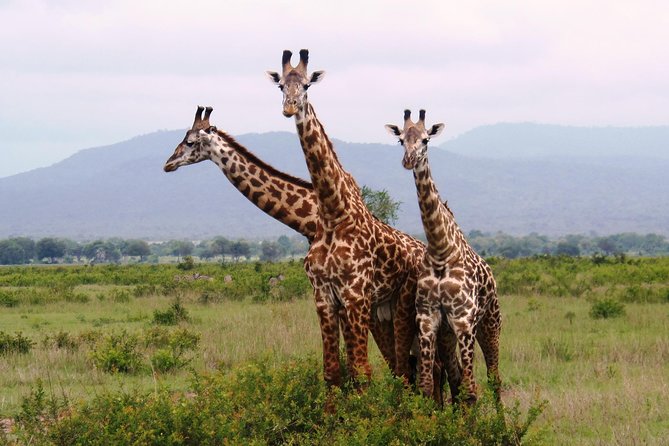Dar Es Salaam: Day Trip Safari to Mikumi National Park by Train - Breakfast in Morogoro and the road to Mikumi