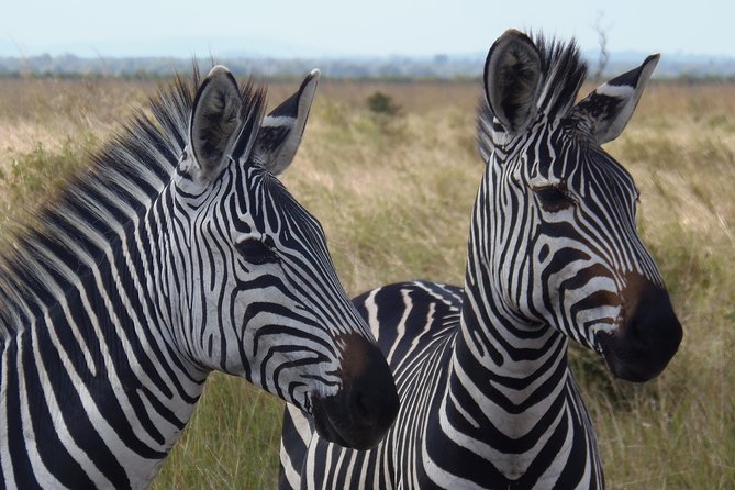 Dar Es Salaam: Day Trip Safari to Mikumi National Park by Train - The first game drive: open plains and mountain views