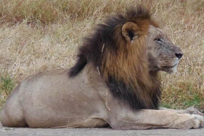 Dar Es Salaam: Day Trip Safari to Mikumi National Park by Train - Lunch inside the park and the afternoon drive