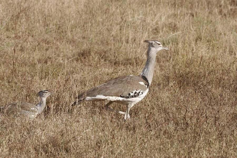 Dar es Salaam: Mikumi National Park Day Trip with Lunch - Key points before you book