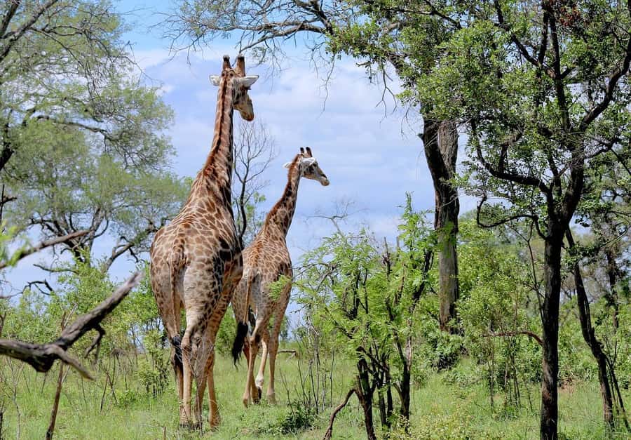 Dar es Salaam: Mikumi National Park Day Trip with Lunch - Morogoro to Mikumi in a private Alphard