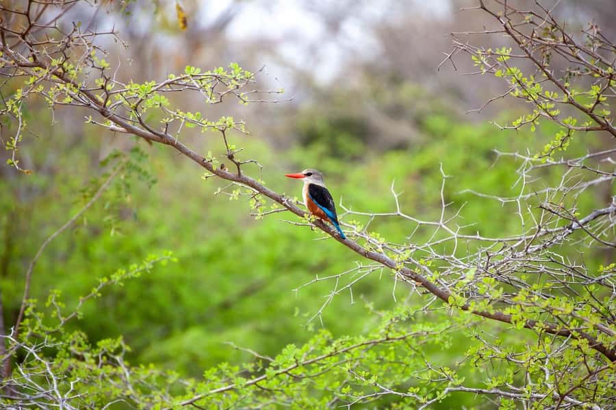 Dar es Salaam: Mikumi National Park Day Trip with Lunch - A bush lunch with the park around you