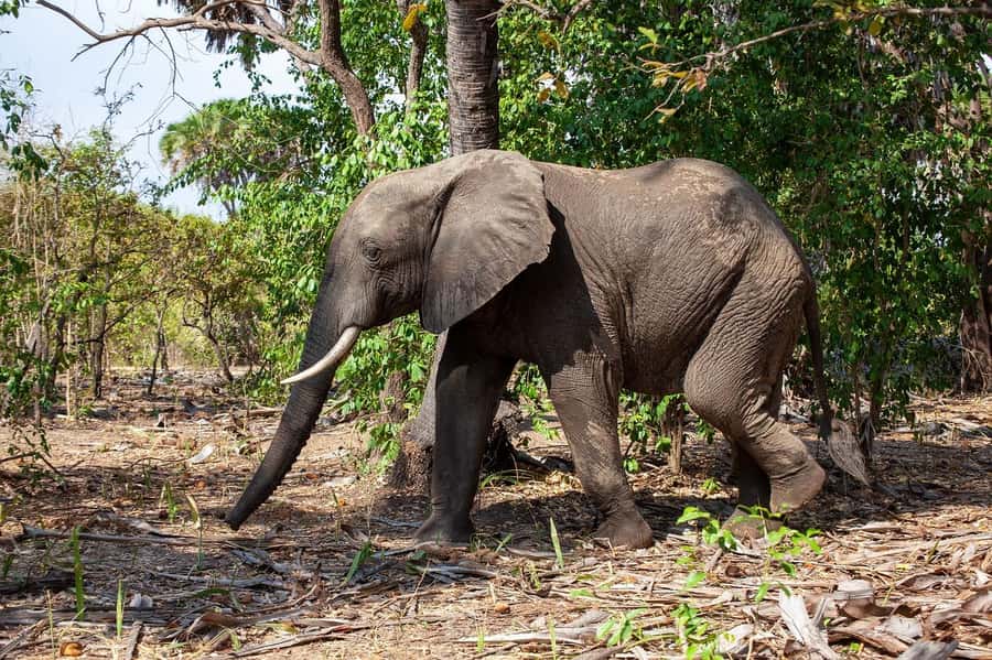 Dar es Salaam: Mikumi National Park Day Trip with Lunch - What the $304 price includes
