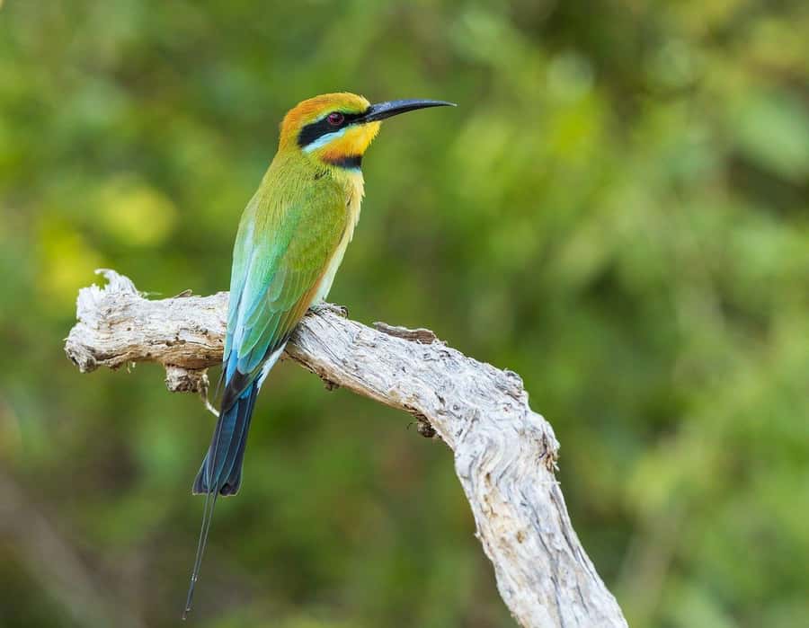 Dar es Salaam: Mikumi National Park Day Trip with Lunch - Who will enjoy this trip most