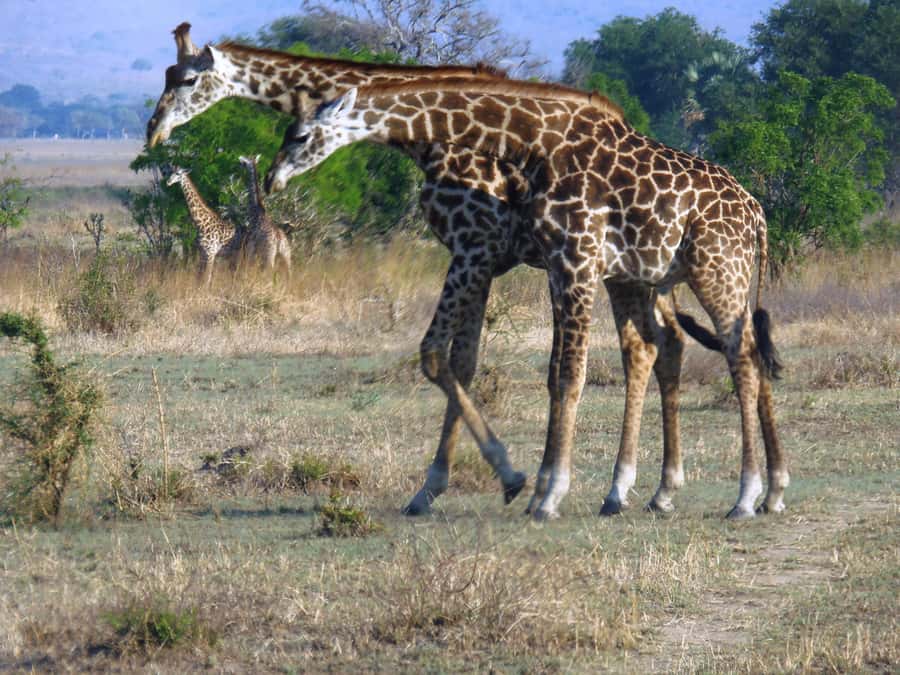Dar es Salaam: Mikumi National Park Day Trip with Train Ride - Lunch inside the park
