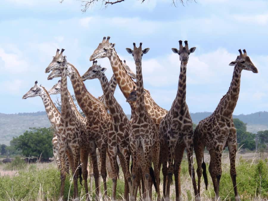 Dar es Salaam: Mikumi National Park Day Trip with Train Ride - Is $400 per person good value?