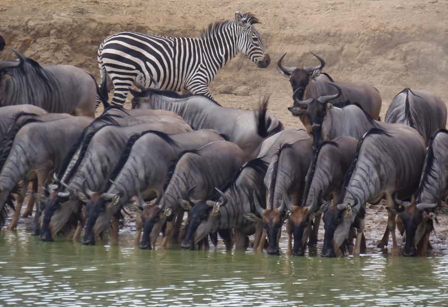 Dar es Salaam: Mikumi National Park Day Trip with Train Ride - What the best parts are, and where it falls short