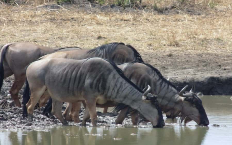 Dar Es Salaam: Overnight Safari at Mikumi National Park - Key points to know before booking