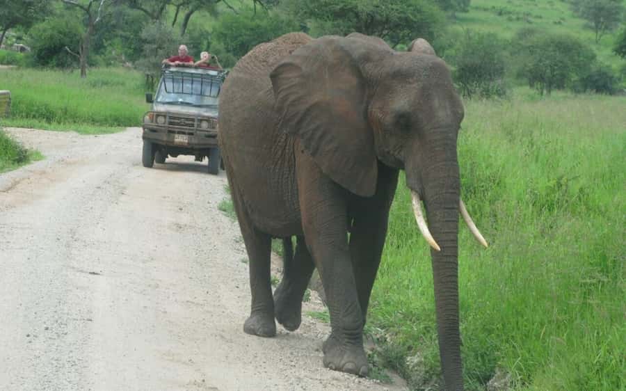 Dar Es Salaam: Overnight Safari at Mikumi National Park - A night at Camp Bastian