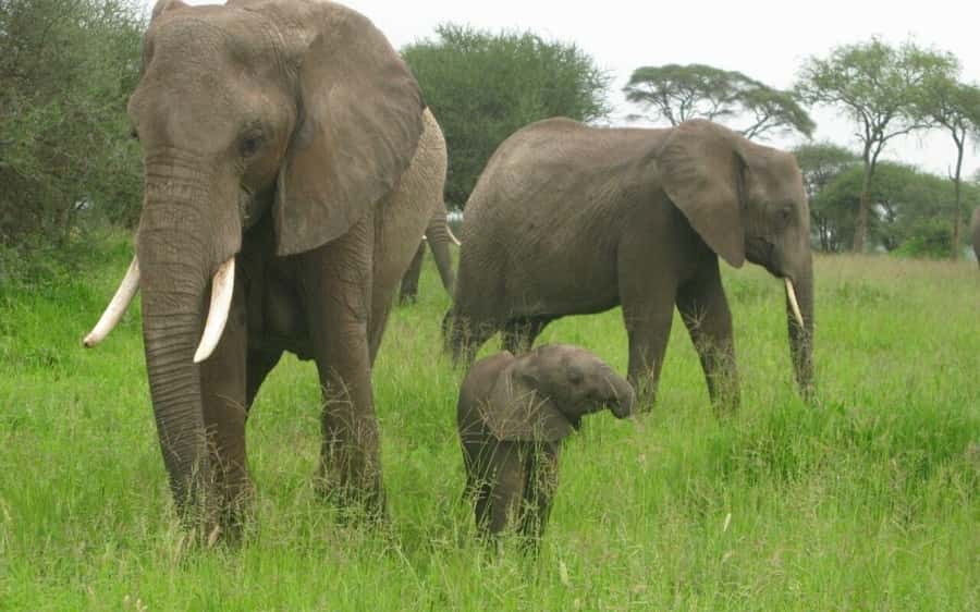 Dar Es Salaam: Overnight Safari at Mikumi National Park - The first afternoon game drive