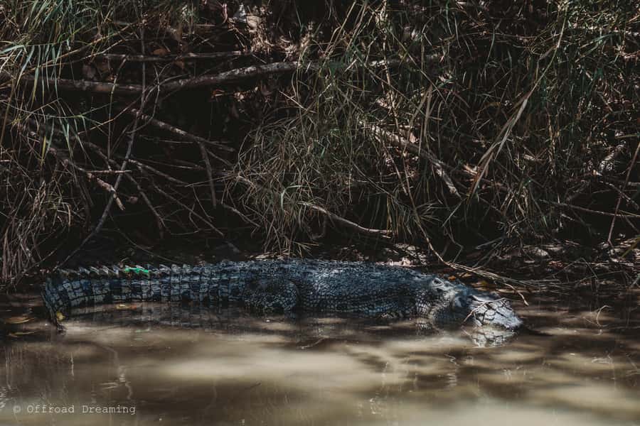 Darwin: Kakadu National Park Day Tour with Lunch - The real cost of a 12-hour Kakadu outing
