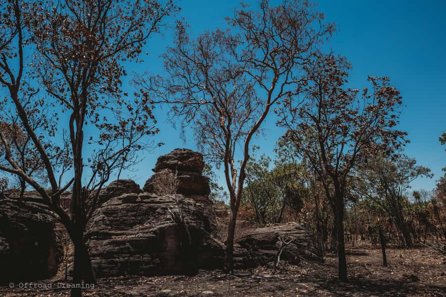 Darwin: Kakadu National Park Day Tour with Lunch - The Guluyambi cruise on East Alligator River