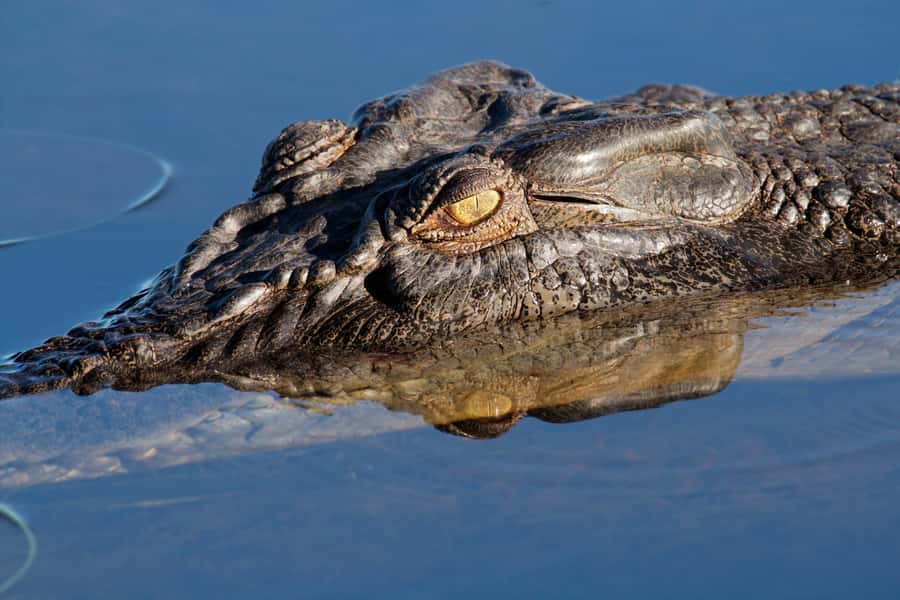 Darwin: Kakadu National Park Day Trip - Yellow Water Billabong, where wildlife takes over