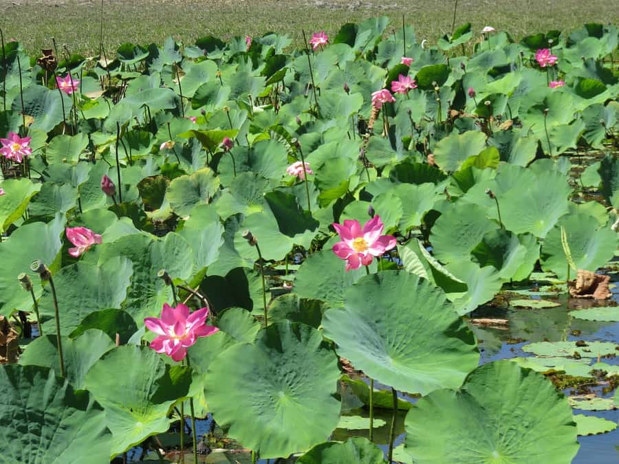 Darwin: Kakadu National Park Day Trip - Lunch at Barra Bar and Bistro