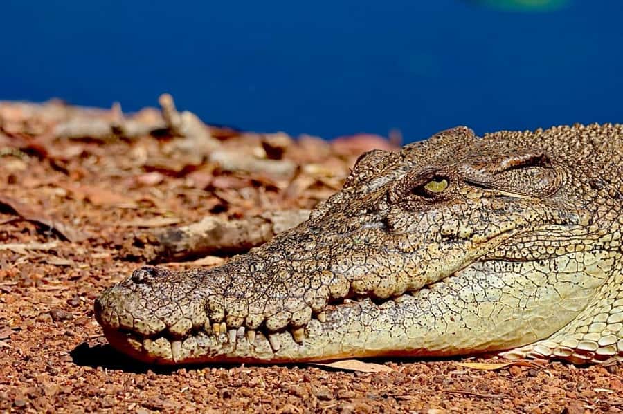 Darwin: Kakadu National Park & Wildlife Full Day Tour - Key Things To Know Before You Go