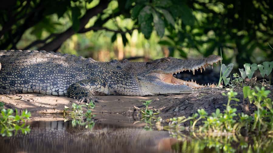Darwin: Kakadu National Park, Yellow Water River Cruise - A 6:30 AM start from Darwin