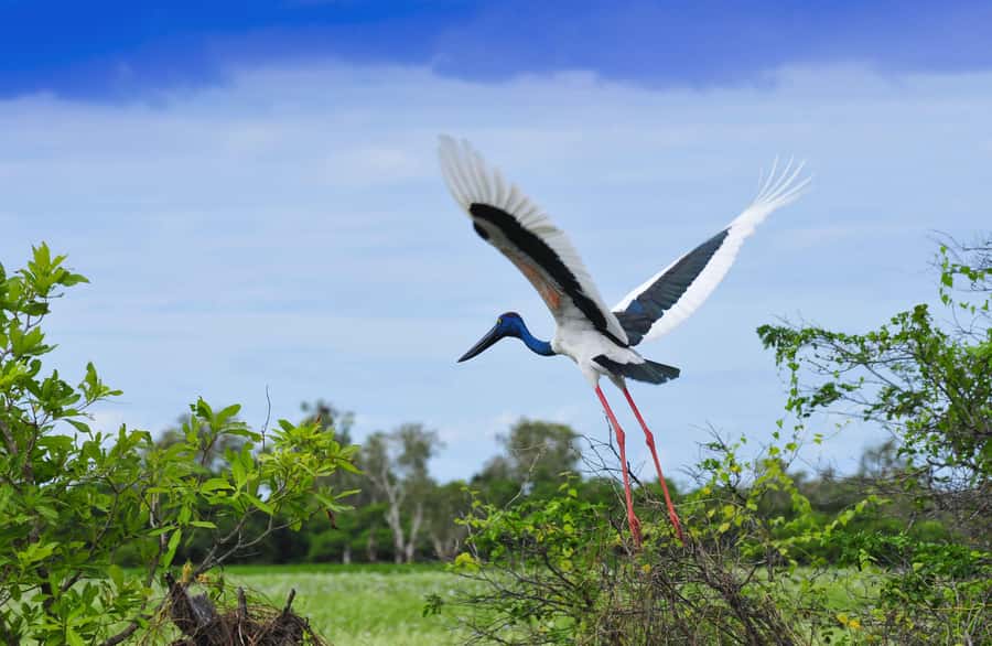 Darwin: Kakadu National Park, Yellow Water River Cruise - Warradjan Aboriginal Cultural Centre