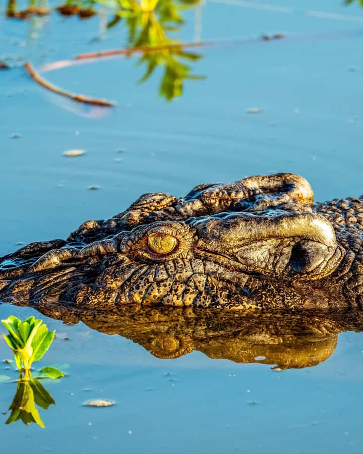 Darwin: Kakadu National Park, Yellow Water River Cruise - Who should book this tour?