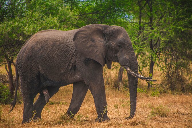 Day Safari Tour to Mikumi National Park - Key points to know before booking