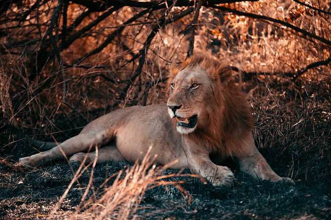 Day Safari Tour to Mikumi National Park - From Zanzibar hotel to Mikumi’s open plains