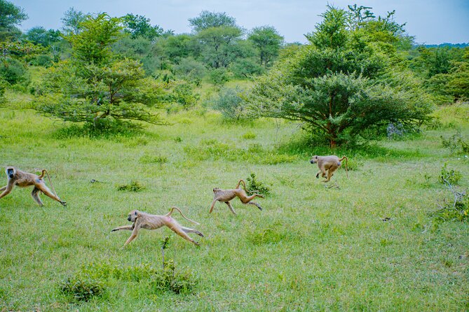 Day Safari Tour to Mikumi National Park - Guiding quality can shape the whole day