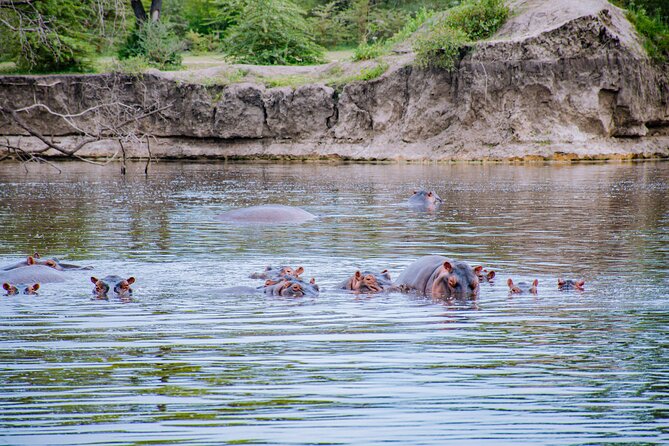 Day Safari Tour to Mikumi National Park - Lunch, coffee, tea, and the practical comforts