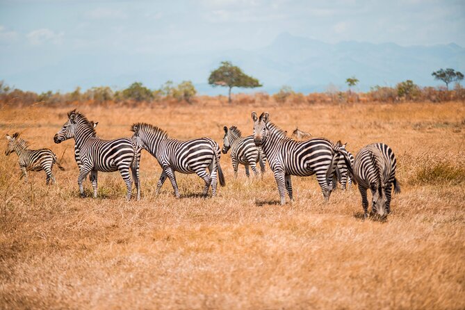 Day Safari Tour to Mikumi National Park - The game drive: elephants, giraffes, and mountain views