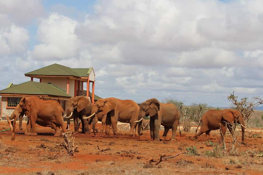 Day Tour of Tsavo East National Park from Mombasa/Diani - Key points to know before booking