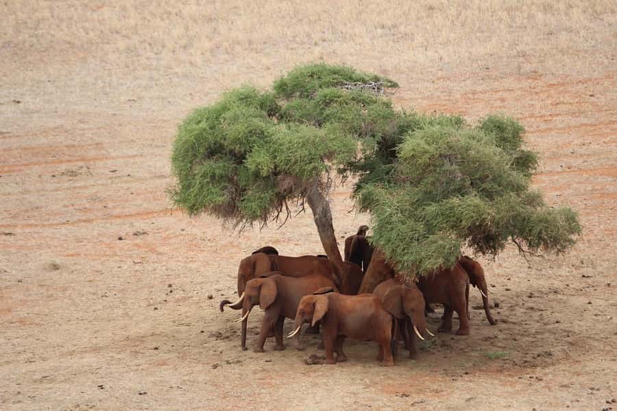 Day Tour of Tsavo East National Park from Mombasa/Diani - Who will enjoy this safari most