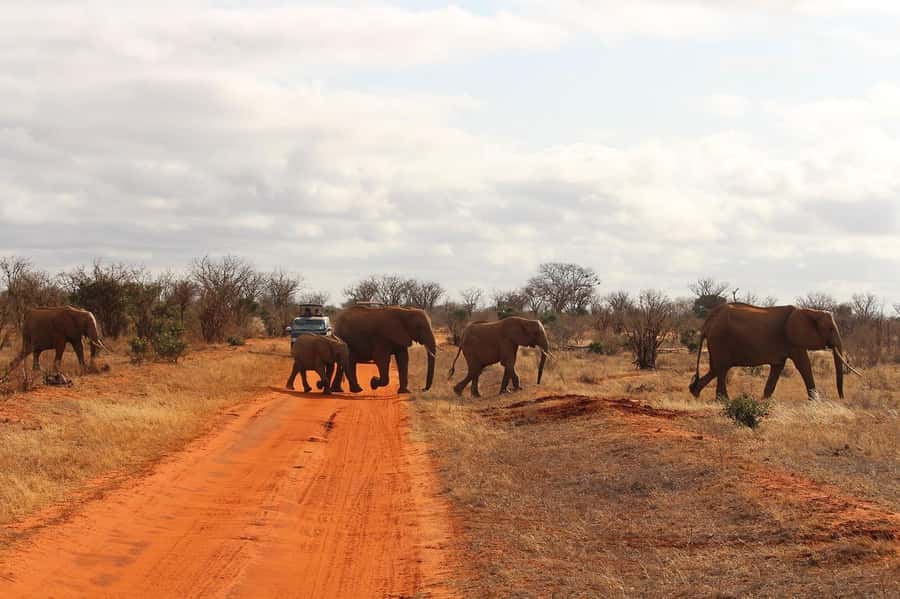 Day Tour of Tsavo East National Park from Mombasa/Diani - Entering through Bachuma Gate