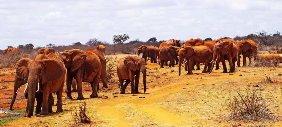 Day Tour of Tsavo East National Park from Mombasa/Diani - Searching for Tsavo’s red elephants