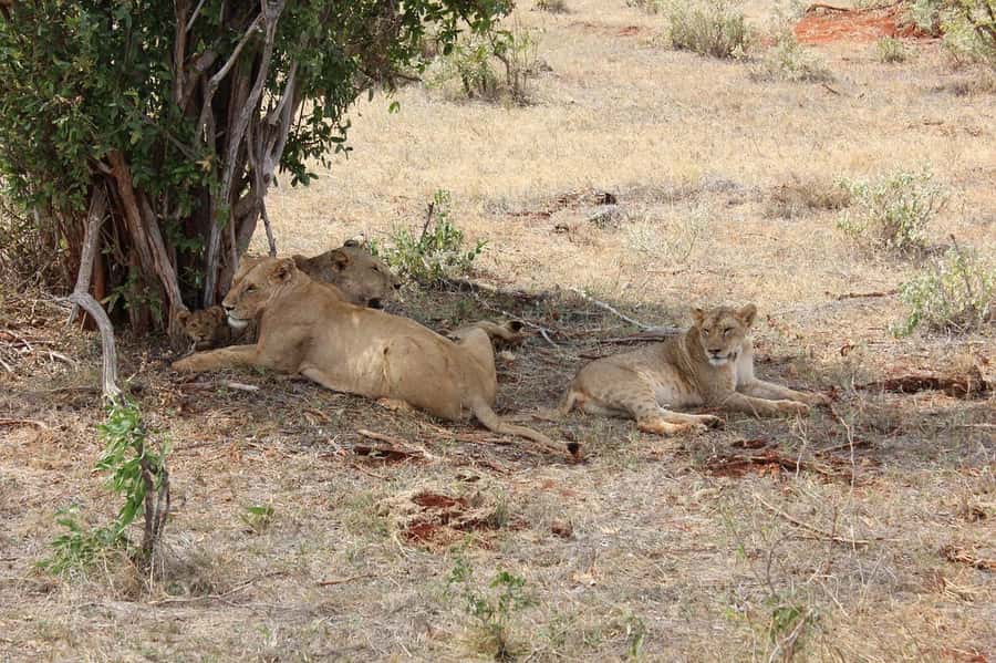 Day Tour of Tsavo East National Park from Mombasa/Diani - Aruba Dam during the dry season
