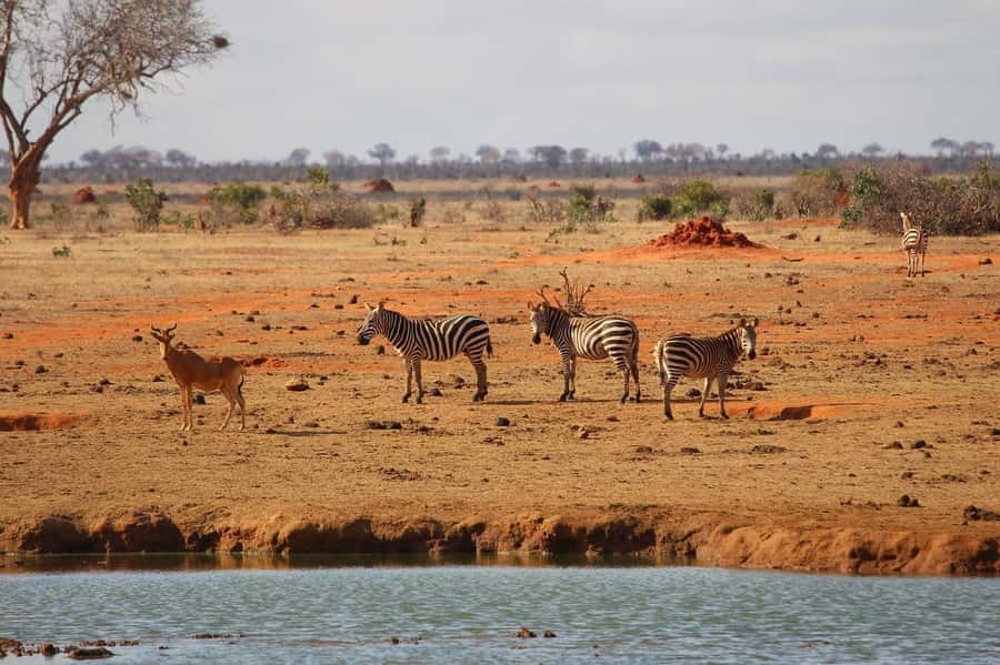 Day Tour of Tsavo East National Park from Mombasa/Diani - Lunch at Sentrim Lodge or a similar restaurant