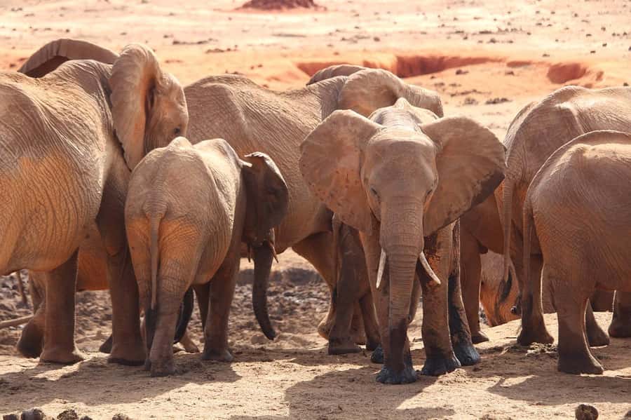 Day Tour of Tsavo East National Park from Mombasa/Diani - The afternoon game drive and park exit