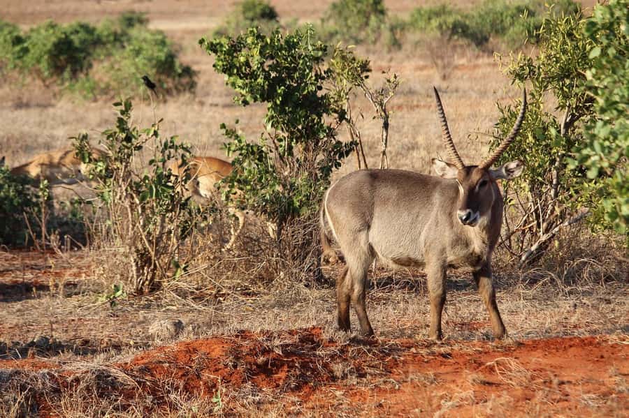 Day Tour of Tsavo East National Park from Mombasa/Diani - What the $389 price really covers