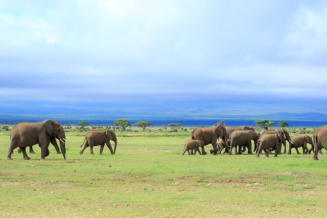 Day Tour to Amboseli National Park - The 5 a.m. departure from Nairobi