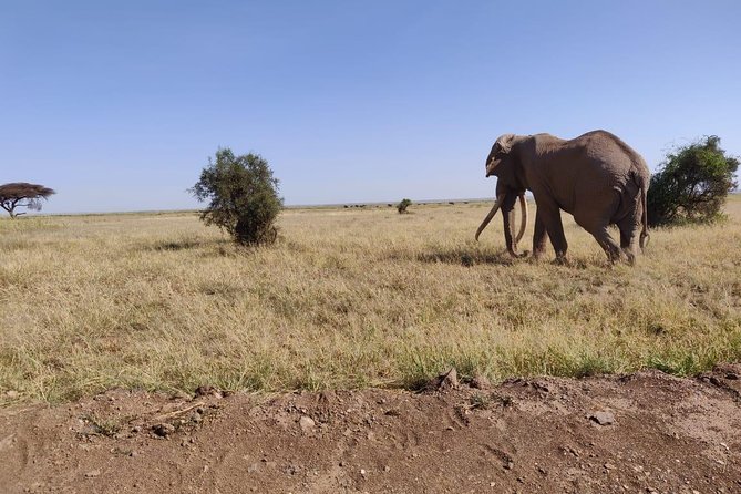 Day Tour to Amboseli National Park - The Amboseli ecosystem and midday wildlife